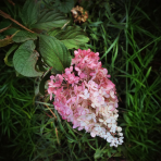 Hortenzia metlinatá (Hydrangea paniculata) ´PINKY WINKY´ - výška 20-30 cm, kont. C3L